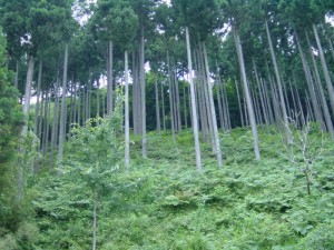 20100114　高知の森林